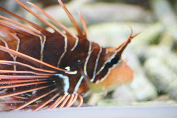 Antenna Lionfish  (Pterois antennata) A single antenna lionfish (Pterois antennata) pterois antennata stock pictures, royalty-free photos & images
