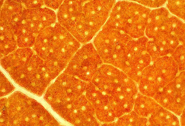 istock Abstract micrograph of an orange sassafras leaf in autumn. 480628936