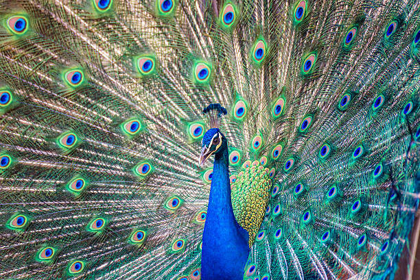 istock Portrait of beautiful peacock with it feathers out 480629182