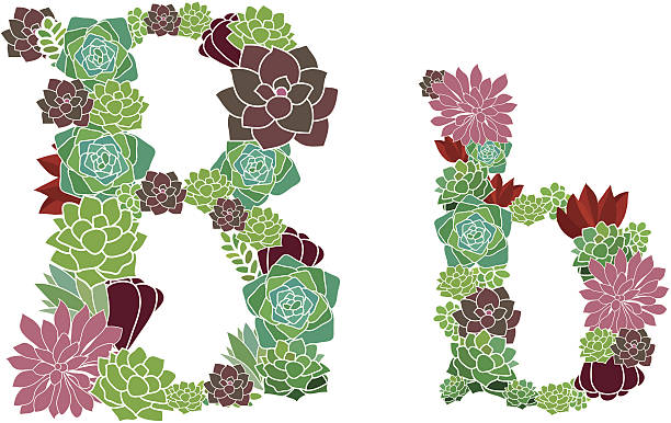 Succulent letter B and b vector art illustration