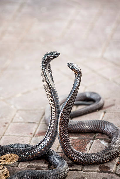 istock Two Egyptian cobras charmed at Jemaa el-Fnaa square, Marrakesh (Morocco) 480629290