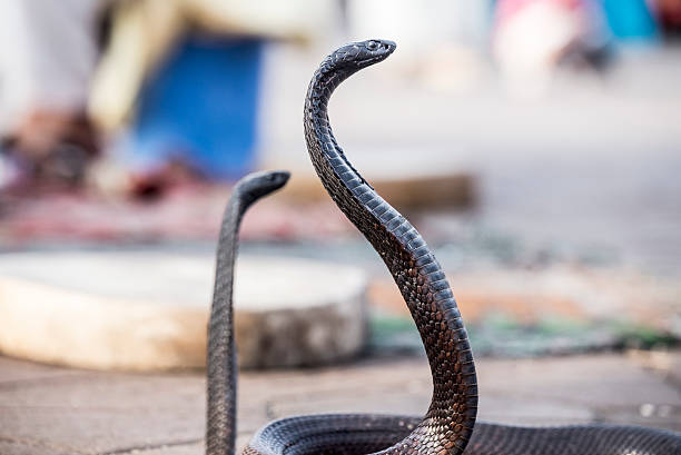 istock Two Egyptian cobras charmed at Jemaa el-Fnaa square, Marrakesh (Morocco) 480629302