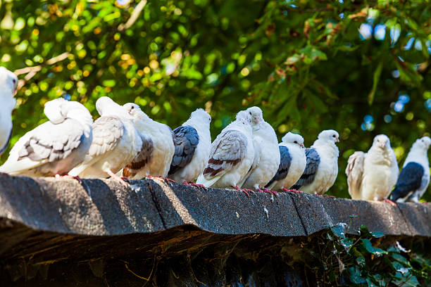 istock Pigeons on the roof 480629364