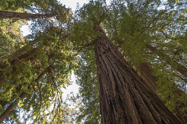 istock Muir Woods National Park 480629591