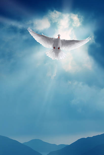 White Holy Dove Flying in Blue Sky Vertical Image stock photo