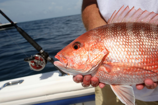 A great catch in the Gulf of Mexico. Fisherman holds a beautiful Red Snapper. Copy Space!