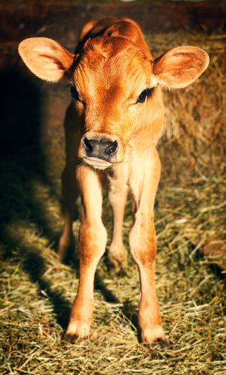 A wobbly, one-week old Jersey bull calf standing in hay. Some noise.