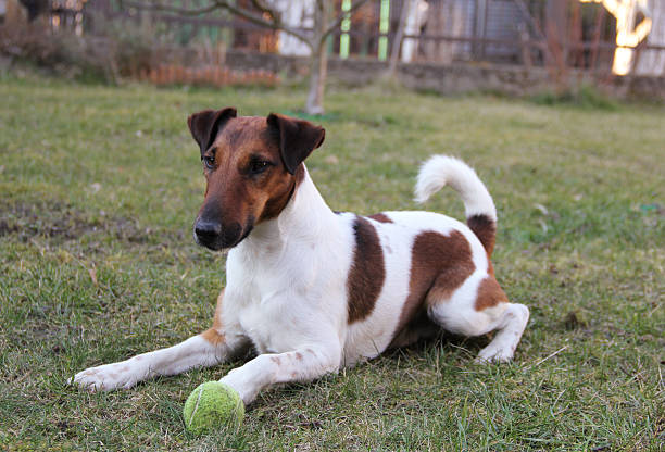 265 Smooth Fox Terrier Stock Photos, Pictures & Royalty-Free Images - iStock | Wire fox terrier, Whippet, Scottish terrier 265 Smooth Fox Terrier Stock Photos, Pictures & Royalty-Free Images - iStock | Wire fox terrier, Whippet, Scottish terrier