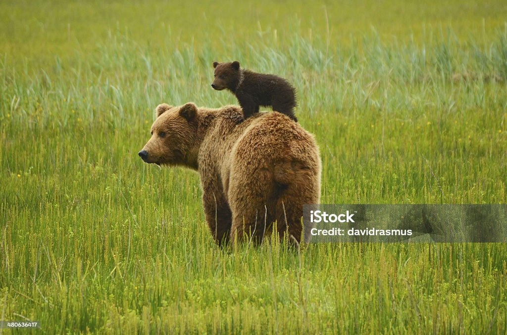 Coastal Brown Bear - Lizenzfrei Bär Stock-Foto