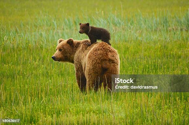 Coastal Brown Bear Stockfoto und mehr Bilder von Bär - Bär, Alaska - US-Bundesstaat, Bärenjunges