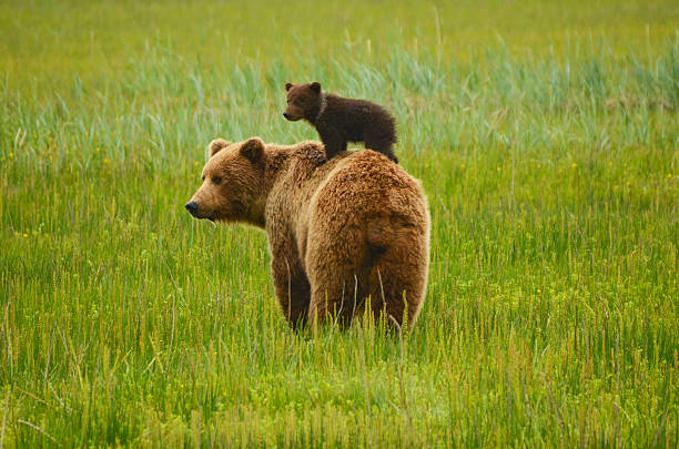 Coastal Brown Bear Spring cub hitching a ride on mom's back. bear cub stock pictures, royalty-free photos & images