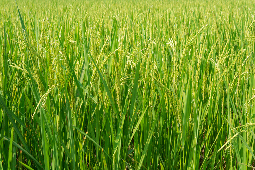 Rice field in thailand.
