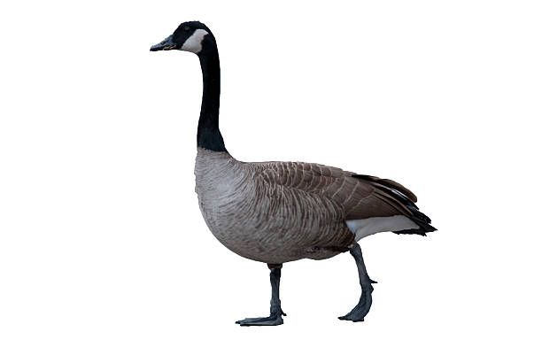 istock Canadian Goose on White Background 480637463