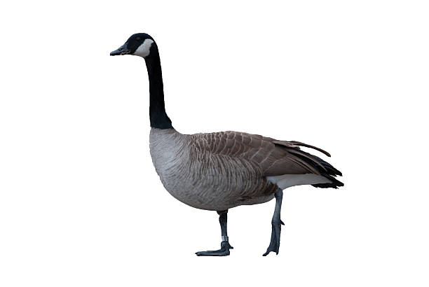 istock Isolated Canadian Goose in walking pose on white background 480637477