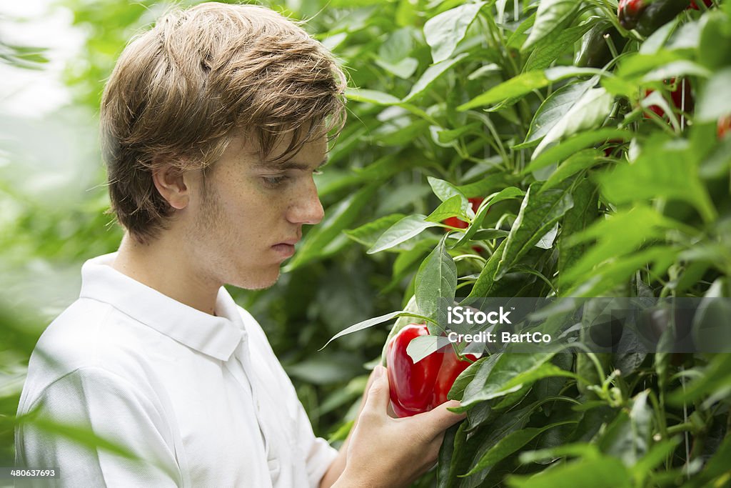 Trabalhando em um glasshouse, olhando de pimentão vermelho - Foto de stock de 18-19 Anos royalty-free