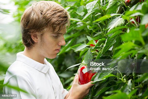 Foto de Trabalhando Em Um Glasshouse Olhando De Pimentão Vermelho e mais fotos de stock de 18-19 Anos