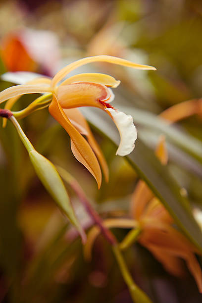 white cymbidium orchid cymbidium, dendrobium, cattleya, orchid encyclia orchid stock pictures, royalty-free photos & images