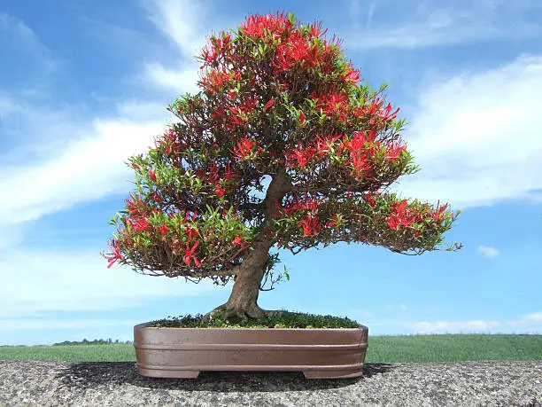 Photo of Image of Bonsai Azalea Tree, Satsuki variety Kinsai, (Rhododendron indicum)