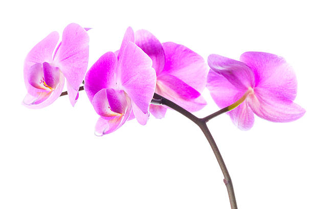 istock Bright pink orchid flowers group isolated on white 480638801
