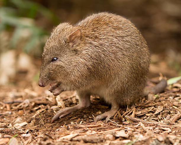 potoroo - potoroo - fotografias e filmes do acervo