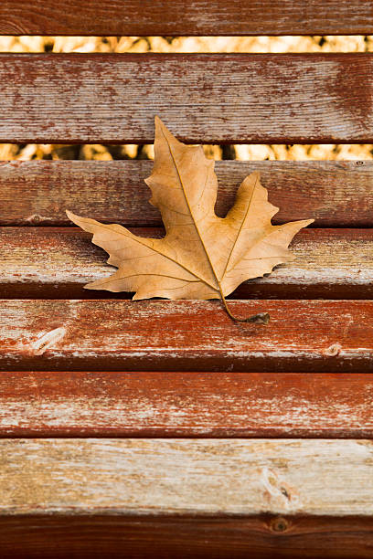 istock Autumn Leave over wooden background 480640145