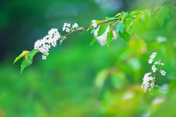 Photo of Cherry blossom