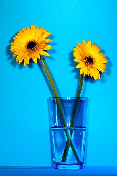 istock two yellow Gerber's in  blue vase 480640491