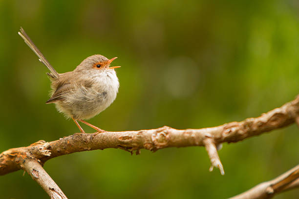 scricciolo - birdsong foto e immagini stock