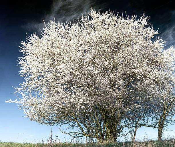 Flowering wild plum shrub at dawn in spring.