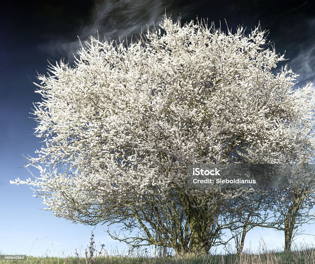 Flowering wild shrub (Mirabelle plum) at dawn in spring. Flowering wild plum shrub at dawn in spring. Cherry Stock Photo
