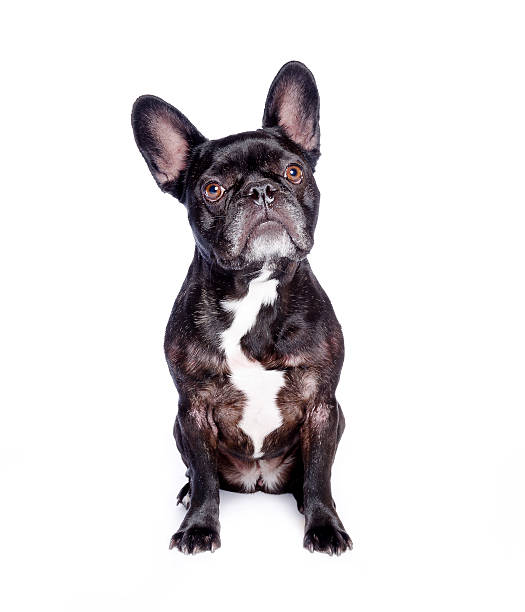 Happy Black and Brown Brindle French Bull Dog Sitting Looking at Camera Isolated on White Background