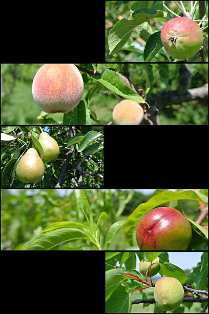 Fruit collage/mosaic - apples, peaches, pears, nectarines and apricots