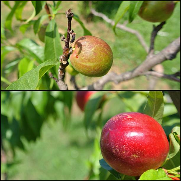 istock Unripe and ripe nectarines on the tree, fruit collage 480640904