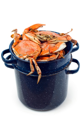 A bunch of chesapeake bay blue crabs that have been steamed in a steaming pot. The now orange crabs are piled high and are coming out of the top. The blue aluminum cooking pot is a nice contrast to the bright orange freshly cooked seafood. The scene is shot and isolated on a white background. A great shot for fresh seafood ingredient Photos or having to do with the fishing industry. - A great shot for preparation cookbooks, ingredient, catalogs, chef, diet and cooking websites or magazines.