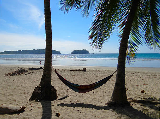 사마라 플라주 - costa rica beach palm tree tree 뉴스 사진 이미지