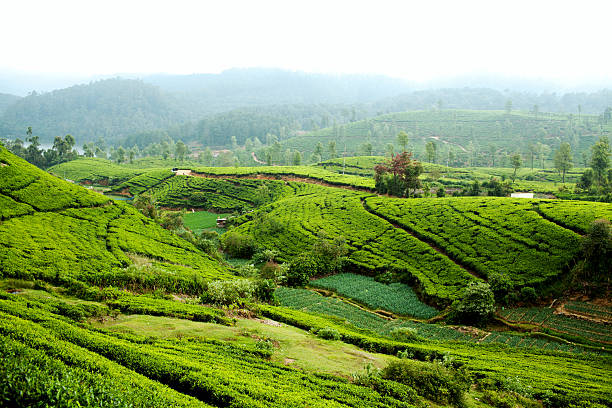 istock Tea Plantation, Sri Lanka 480641585