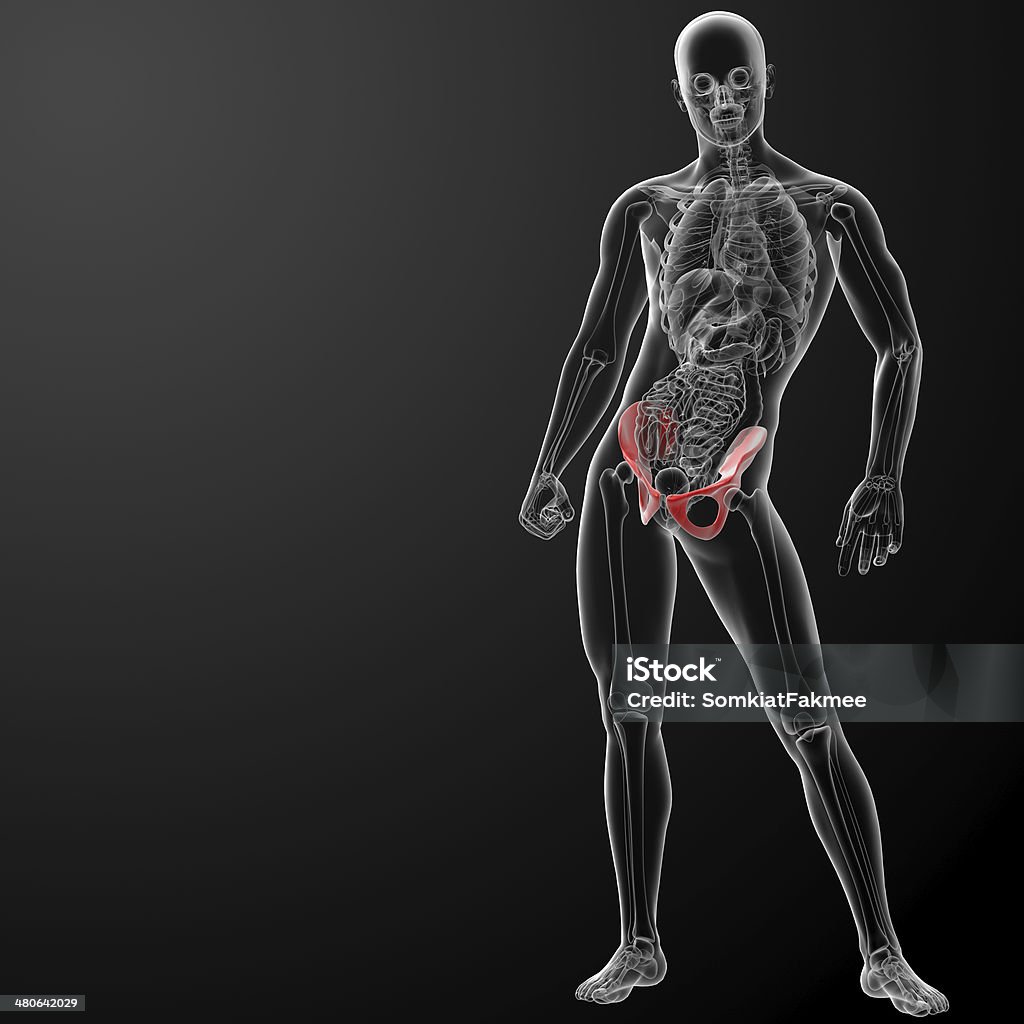 Renderização 3D pélvis sob os raios-X - Royalty-free Anatomia Foto de stock