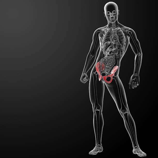 renderização 3d pélvis sob os raios-x - x ray image coccyx radiologist hip imagens e fotografias de stock