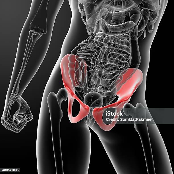 Renderizado 3d De Pelvis En Las Radiografías Foto de stock y más banco de imágenes de Anatomía - Anatomía, Articulación, Articulación humana