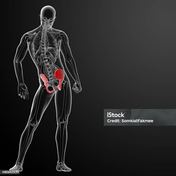 3 D Render Таза Под Рентгеновских Лучей — стоковые фотографии и другие картинки Анатомия - Анатомия, Артрит, Бедренная кость