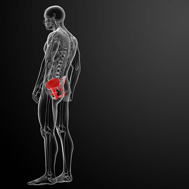 renderização 3d pélvis sob os raios-x - x ray image coccyx radiologist hip imagens e fotografias de stock