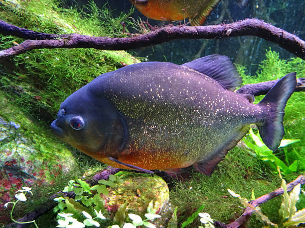 imagen del gran piraña de vientre rojo peces en el acuario de tropical - piraña fotografías e imágenes de stock