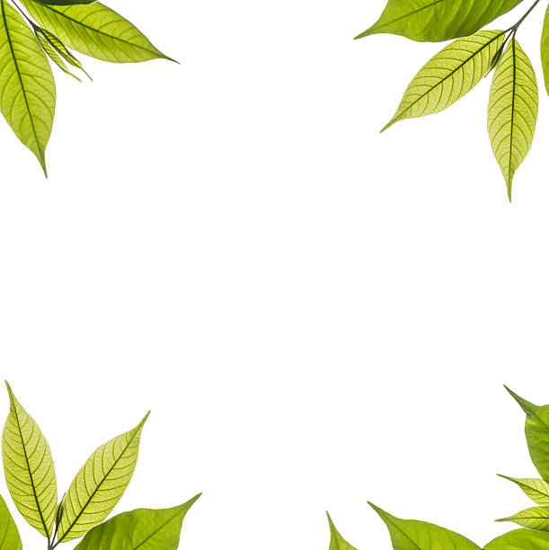 istock frame of  isolated green young leave on white background 480643598