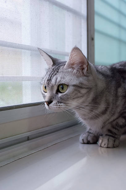 istock American shorthair cat is  looking forward 480643840