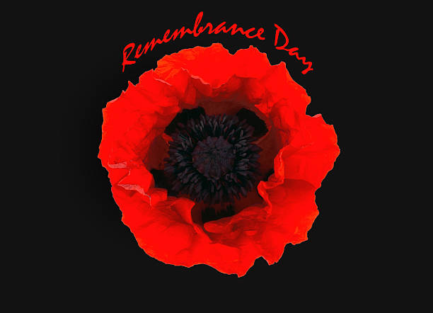 istock One red poppy isolated  