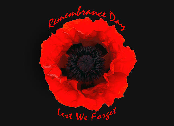istock red poppy isolated on black  background 480643944