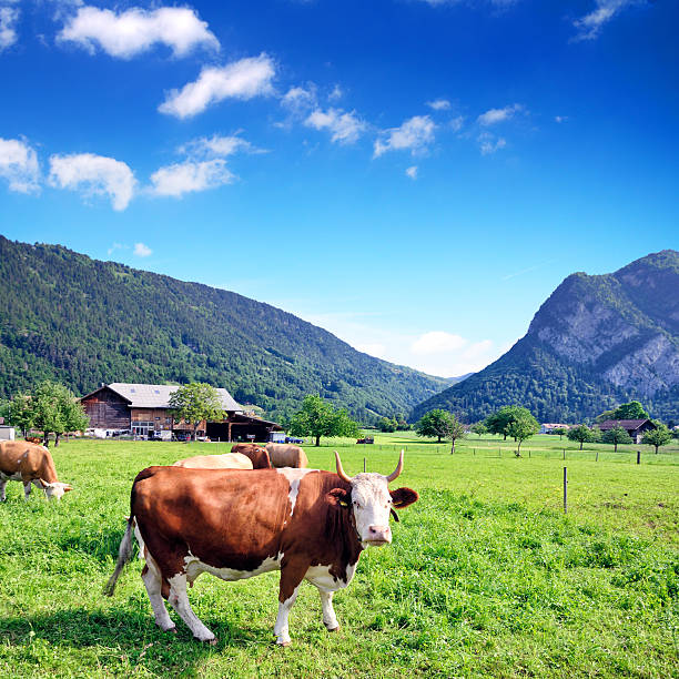 szwajcaria mleka w kształcie krowy - interlaken mountain meadow switzerland zdjęcia i obrazy z banku zdjęć