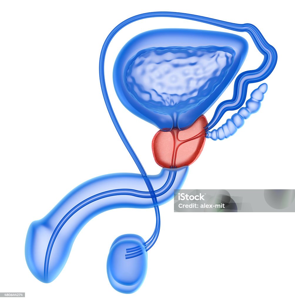 Alla prostata e sistema riproduttivo maschile isolato su bianco - Foto stock royalty-free di Prostata