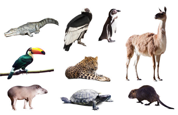 istock Fauna of South America 480644591