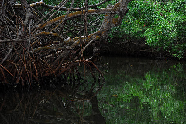 Among the mangrove channels stock photo